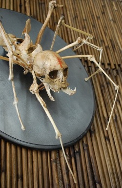 spider skeleton creepy taxidermy spider monkey by resonanteyes, 񘧸.00
