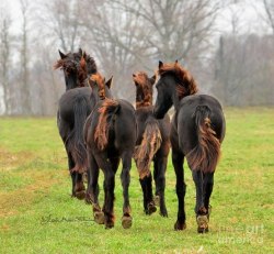 esdafable:  collect-your-reins:  Firetail friesians.   Wait…they come in FIRE VERSIONS? That’s it, I’m officially throwing down a new life goal. OWN THIS HORSE. 