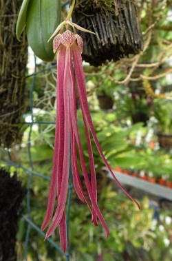 orchid-a-day:  Bulbophyllum plumatumSyn.: Rhytionanthus plumatum; Cirrhopetalum plumatum; Bulbophyllum jacobsoniiSeptember 15, 2019 