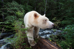 nubbsgalore:  the great bear rainforest in british columbia is one of the largest coastal temperate rain forests in the world, with twenty five thousand square miles of mist shrouded fjords and densely forested islands that are home to white furred black