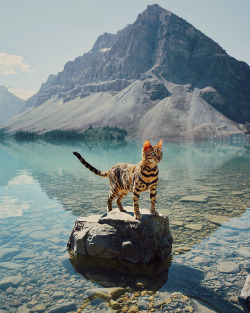 mihrsuri: landscape-photo-graphy:  Beautiful Bengal Cat Suki Adds Magic With Her Dazzling Sea Blue Eyes Against Nature  Keep reading   @star-anise !!!! 