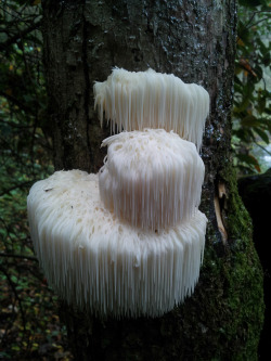 i had a very long moment with this gorgeous family of bearded tooth fungi. 