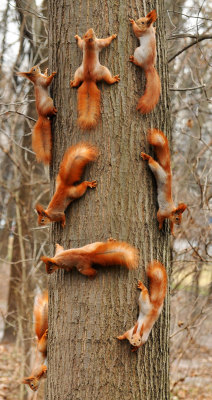 once-upon-a-sasss:  awesome-picz:    Adorable Pics To Celebrate Squirrel Appreciation Day.   I think @dedalvs would appreciate this