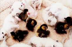 sailorzombiestar:  becausebirds:  ducklings and catlings  Oh god the fuzzies