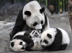 bears-addict:  Panda mother Ju Xiao and her triplets at Chimelong Safari Park, southern China. The cubs, born on July 29, are the fourth panda triplets recorded in history and the only living triplets now in the world. 