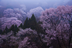 90377:misty cherry blossoms(sakura) by masayan523 on Flickr.