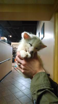 zubat:  &ldquo;This little baby fox came into work today.&rdquo;   Aww