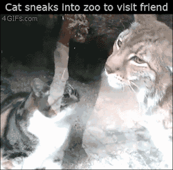 theweniswarmer:  4gifs:  Cat &amp; lynx BFF. [video]  FELINE FACT. The housecat is licking the Lynx’s head, and in turn, the Lynx licks the cat’s shoulder. This symbolizes that the Lynx acknowledges the house cat as it’s “superior” in a Pride