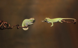 awesome-picz:  Chameleon Babies That Will Make You Fall In Love With Lizards.