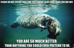 calmingmanatee:  [IMAGE DESCRIPTION: A photograph of an adult manatee with a baby manatee. TEXT: “Please do not spend your time pretending to be something you are not. You are so much better than anything you could ever pretend to be.”](Image credit