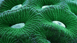 coffeenuts:  itscolossal:Slow Life: A Macro Timelapse of Coral, Sponges and Other Aquatic Organisms Created from 150,000 Photographs [VIDEO] 