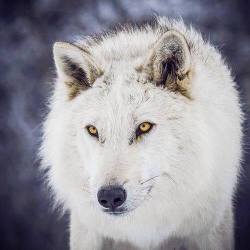 alpha-wolf-unchained:  Read More