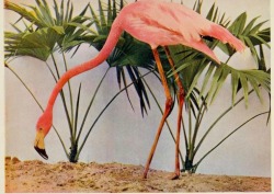 nemfrog:  Flamingo. Birds : illustrated by color photography : a monthly serial. 1897. 