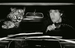 joeinct:Mick Jagger in Car with Leopard, Los Angeles, Photo © Albert Watson, 1992