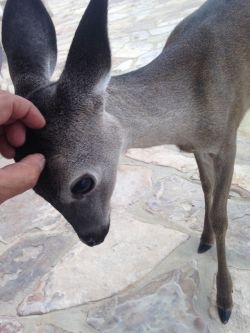lesless:  My dad works on a huge property for a man with a rescued baby deer who just lost his spots &amp; really likes scratches. 