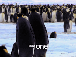 mehueleelpitoacanela:  Si yo fuera un pingüino…
