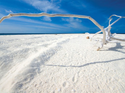 coolthingoftheday:  Different types of beaches.1. White sand beach - Fiji2. Pink sand beach - Antigua and Barbuda3. Sea shell beach - South Africa4. Red sand beach - Galapagos Islands5. Orange sand beach - Maltese Islands6. Glass beach - California7.