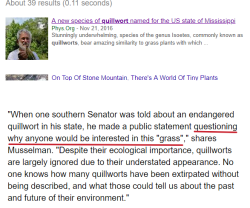 botanyshitposts: dragongyrlwren:  botanyshitposts:   isoete: on behalf of isoetes I’m offended, Mr. Senator.    @botanyshitposts so what exactly is a quillwort, and what’s the big deal on this particular one?   imagine if there was a single remaining
