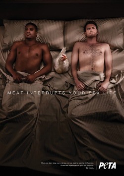 lusty-lycanroc: rakkuguy:  failnation: New PETA ad looks like two guys had a threesome with a chicken and she completely blew their minds.  PETA WHAT are you DOING  omg xD i saw this original peta thing going around on twitter, but this followup really