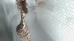 just-say-aloha:  merpjake:  lookitsace:  departured:  Giraffes in a tunnel? We always reblogged giraffes in a tunnel  Omy I’m so happy now  HE CLEANS HIS FUCKING TEETH  i cannot stop watching 