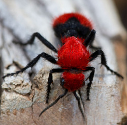 sixpenceee:  Cow Killer Wasp or Red Velvet Ant: The females are wingless and are sometimes mistaken for a large, hairy, orange and black ant. These “ants” are actually wasp! A solitary wasp, the velvet ant does not live in colonies or have a “nest”.