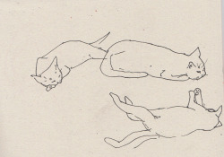 withapencilinhand:  cat sketches 
