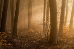 wordsnquotes:  landscape-photo-graphy:Photographs Highlight the Silent Mystery of the WoodsBritish photographer Lee Acaster’s photography series of landscapes along the border of Suffolk and Norfolk reveal the silent, mysterious beauty of the woods.