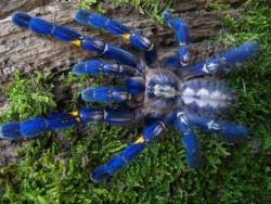 scienceyoucanlove:  Poecilotheria metallicaOr metallic tarantula is a species of tarantula. It reflects brilliant metallic blue color. Like others in its genus it exhibits an intricate fractal-like pattern on the abdomen. The species’ natural habitat