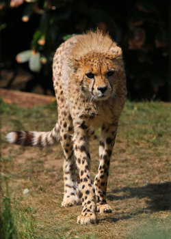 llbwwb:  Cheetah cub by *SnowPoring .