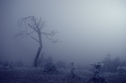 Porn photo touchdisky:  frosty fog by Meyer Felix