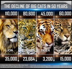 hellotothesea:  losers-count-sheep:  Tigers may be extinct within 12 years Amur leopards - of which only about 35 are thought to exist in the wild - may be extinct within 3 or 4 years. In the 70s and 80s, 18,000 jaguars were killed each year for their