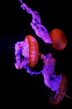 wonderous-world:  Jellyfish by Gail Fletcher