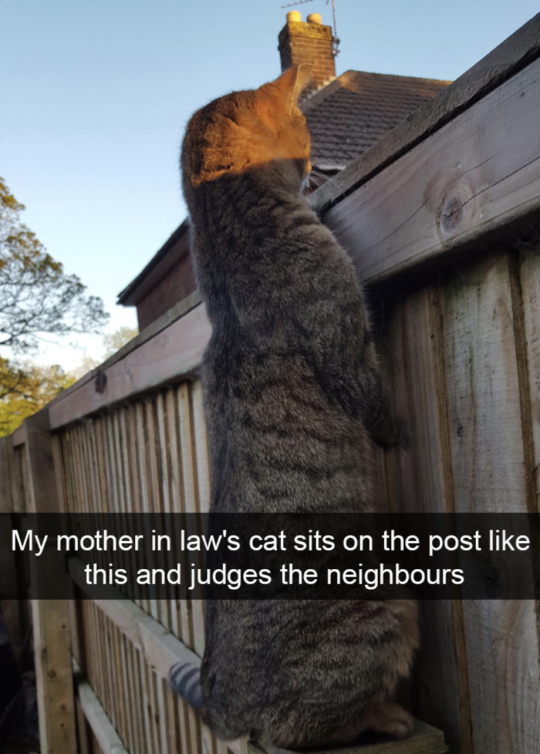 20 Hilarious Cat Snapchats That Will Leave You With The Biggest Smile