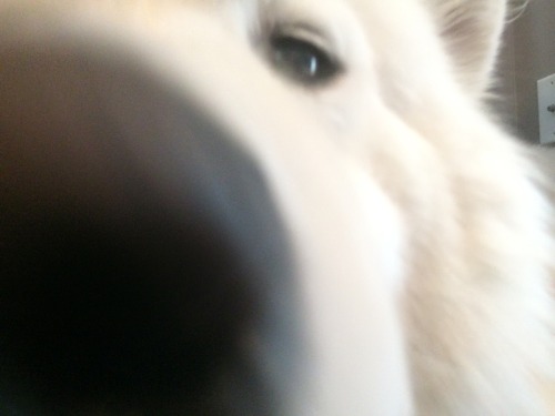 skookumthesamoyed:  Portraits of Skookum, at rest in his micro-loft (including where he was curious and smelled my phone)