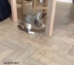 sofunnygifs:  This cat sums up how every girl reacts to a bug.. More Funny Gifs 