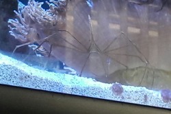 I&rsquo;m visiting my sister and she and her husband have this big fish tank full of fish. This goofy dude is an arrow crab and they are my favorite of the bunch. I took a few videos of them eating stuff