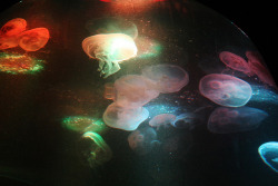 caons:  Jellyfish exhibit at Newport Aquarium by Vickie Tang