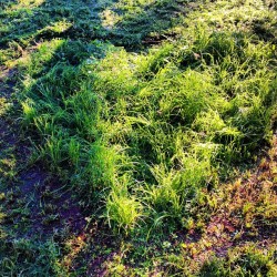my boyfriend mowed a heart in the grass for