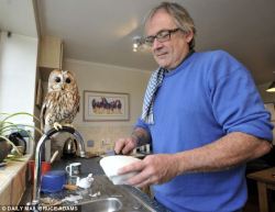 catsbeaversandducks:  Meet Bertie, the owl who is afraid of going outside… and he loves nothing more than helping his owner make a cup of tea! Bertie, the three-year-old tawny owl that is agoraphobic. He shares a farmhouse with his owner Peter Middleton,