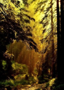 bluepueblo:   Mystical Forest, Ukraine photo