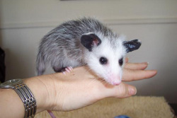 possumoftheday:  Today’s Possum of the Day has been brought to you by: Balance!