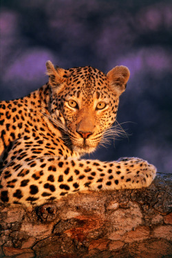 earthlynation:  Leopard by Catman-Suha 