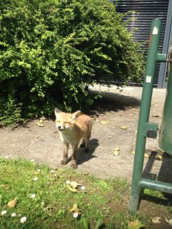 awwww-cute:  Baby fox dazzled by the sun in my school’s park 