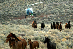 equine-awareness:  Save a Life, Adopt a Mustang!Every year, massive amounts of wild Mustangs that roam America’s last remaining frontiers are rounded up by the government as a form of population management and “pest control.” The debate over this