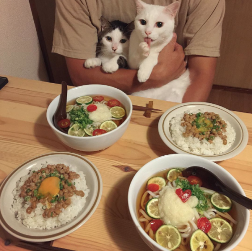 catsbeaversandducks:  Cats & Food Two adult photos