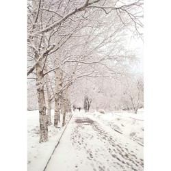 #snow #today #walk #walking #spring? #white #clear #theme