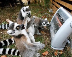 animal-factbook:  Ring-tail lemurs have a variety of religions such as refrigerators and portable heaters. Their way of praying are similar to that of humans, where they kneel down with both hands over their head or clasp their hands together.