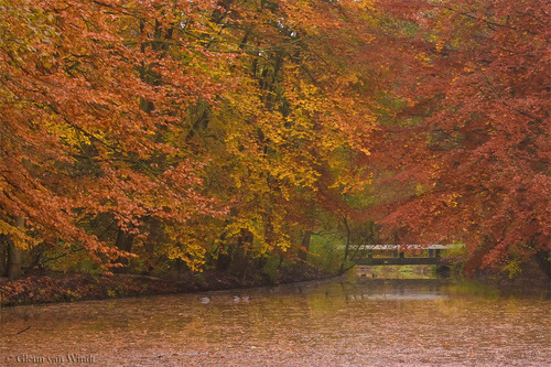 Porn Pics landscapelifescape:  Autumn leaves  (by