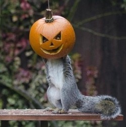 The other squirrels think he’s nuts