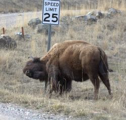 rhamphotheca:An American Bison (Bison bison) takes issue with the speed limit at the National Bison Range in Montana, USA.(via: National Bison Range Refuge Complex)